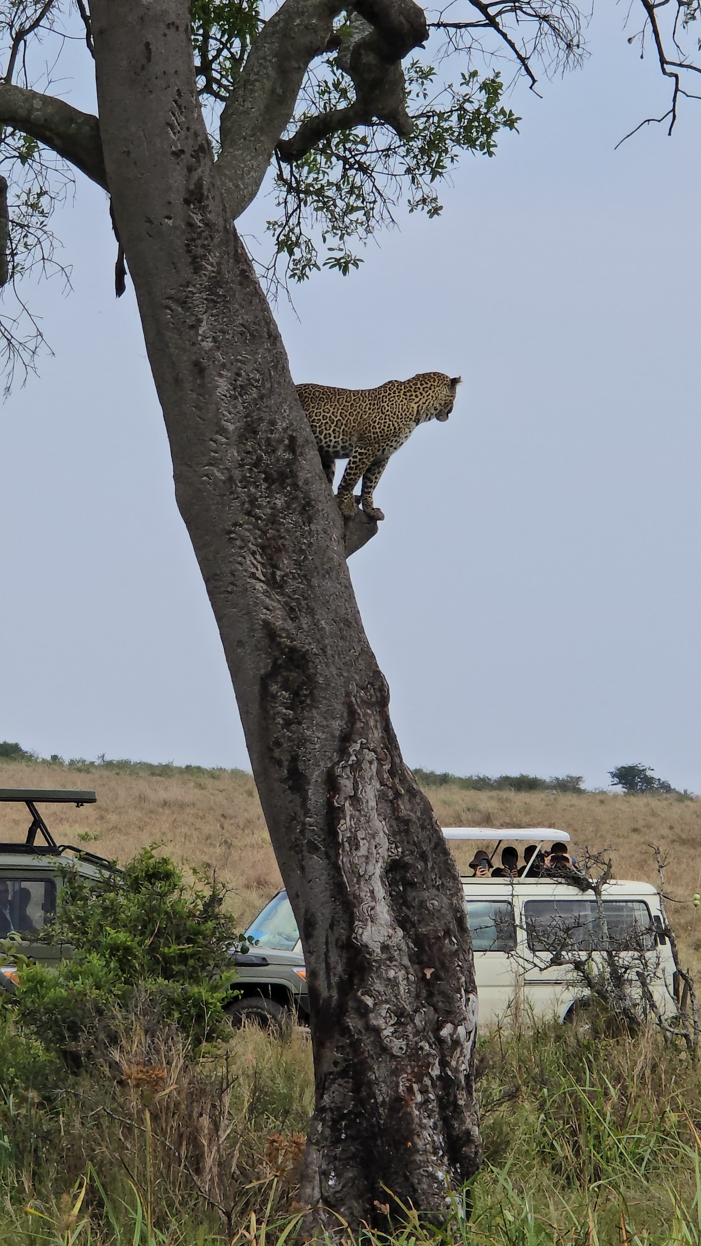 Leopard in a tree, Masai Mara