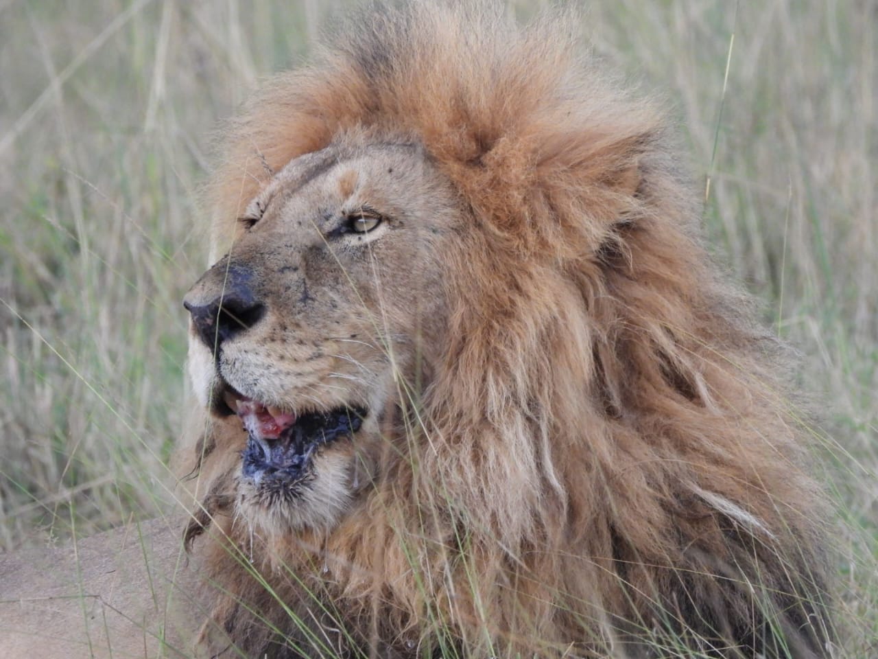 Male lion portrait in the Masai Mara