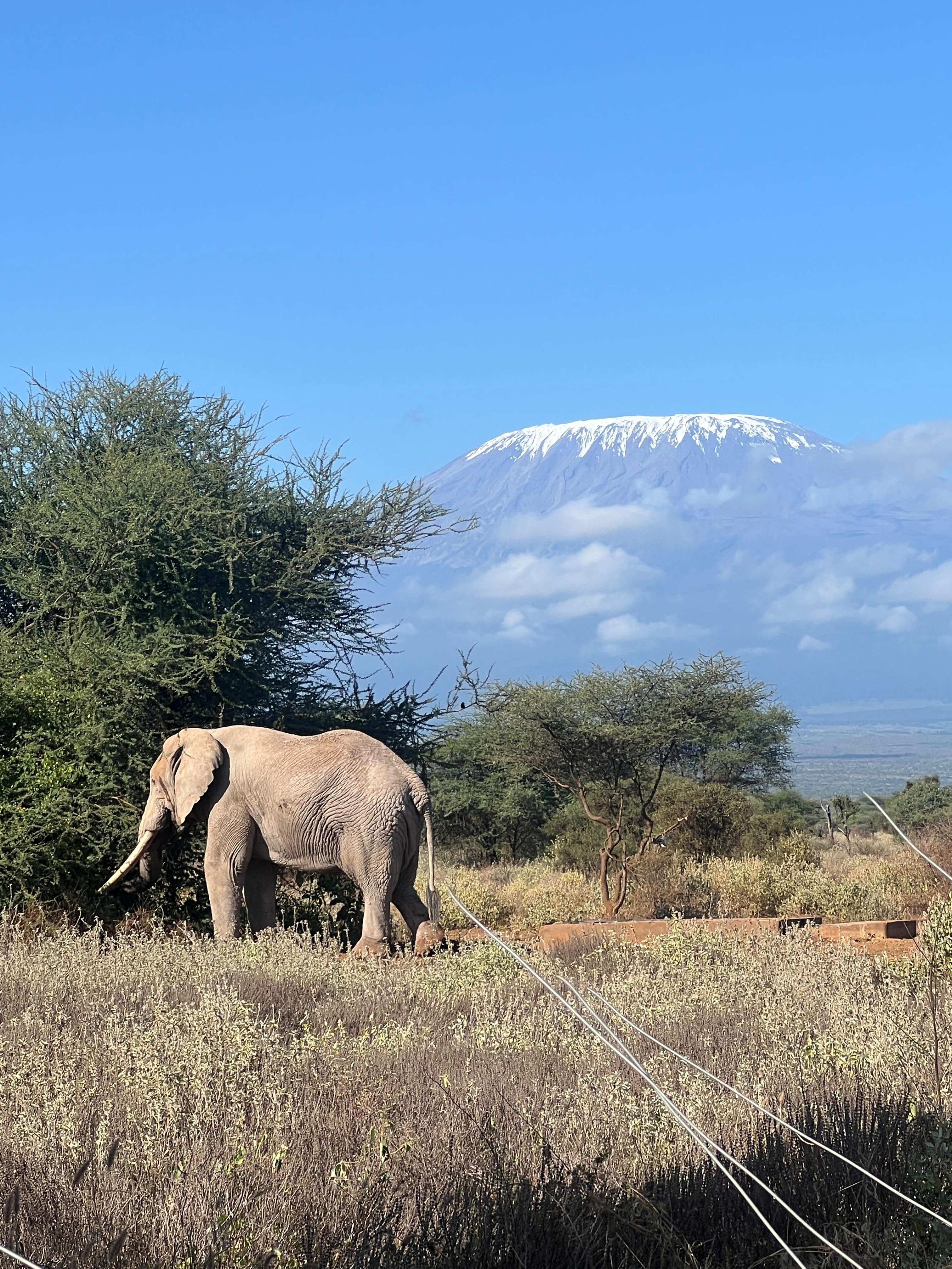 Elephant with Mt Kilimanjaro in Amboseli