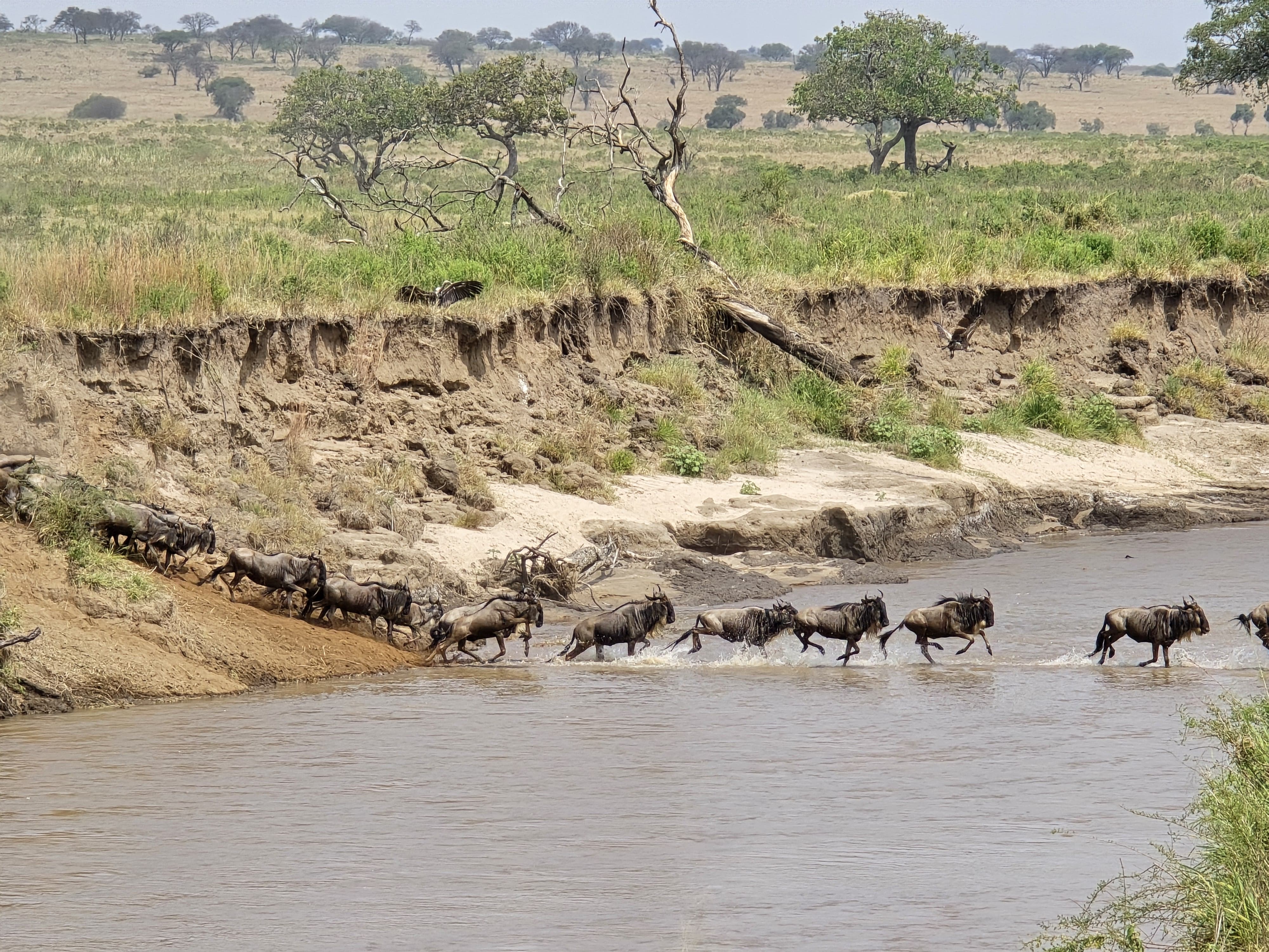 Masai Mara, Amboseli & Lake Naivasha
