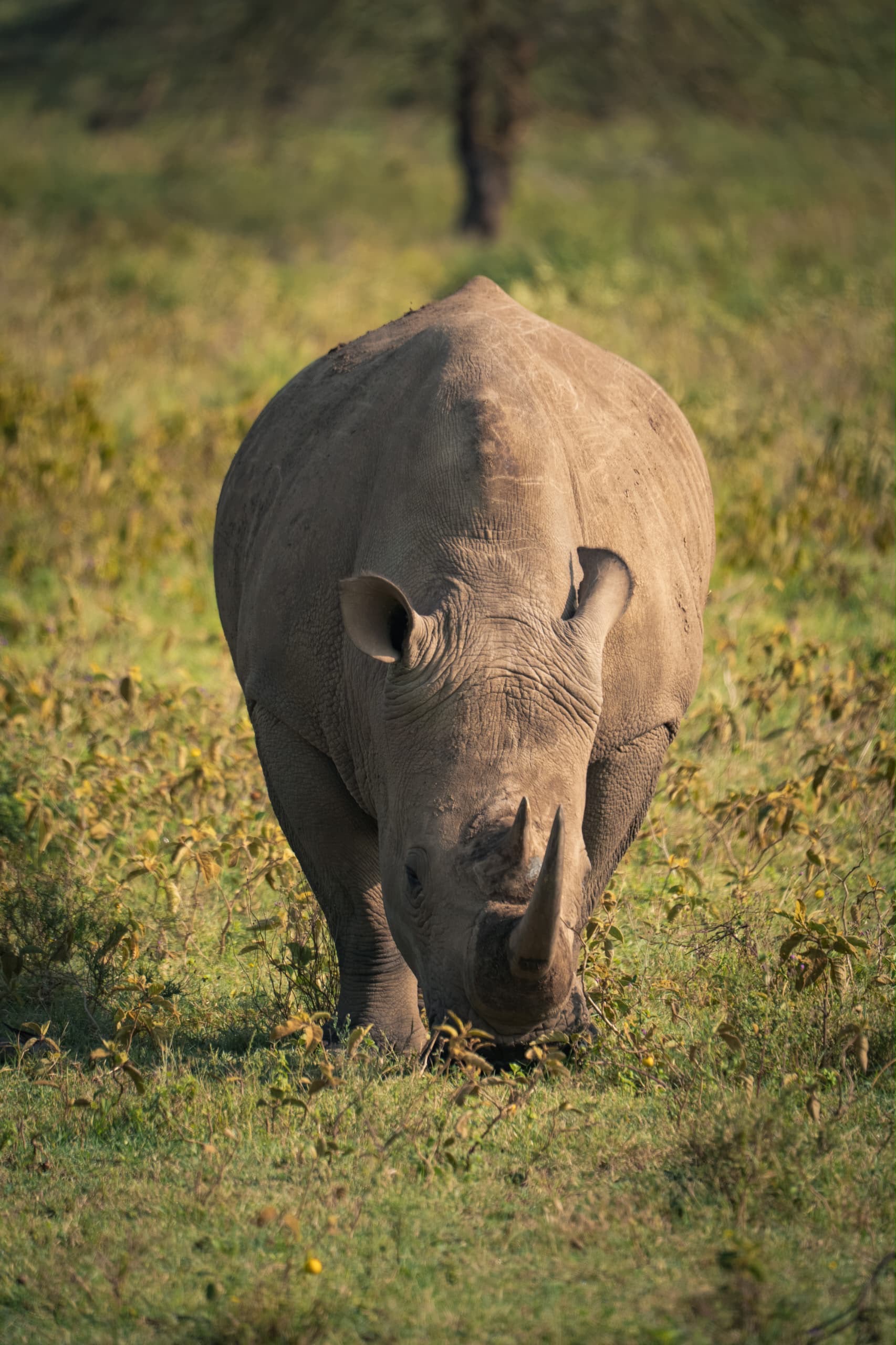 White rhino grazing in Lake Nakuru National Park