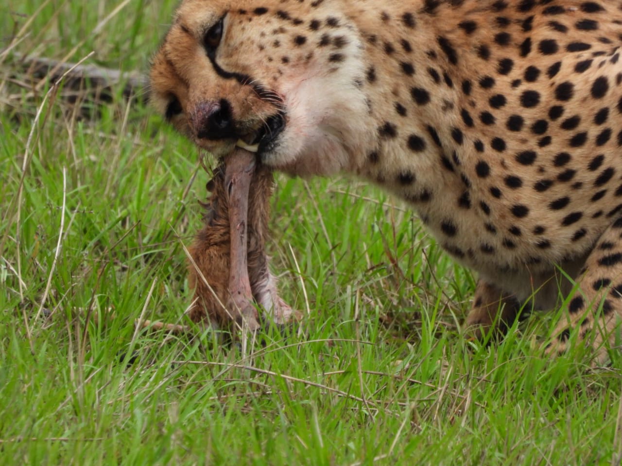 Cheetah with a kill in the Masai Mara
