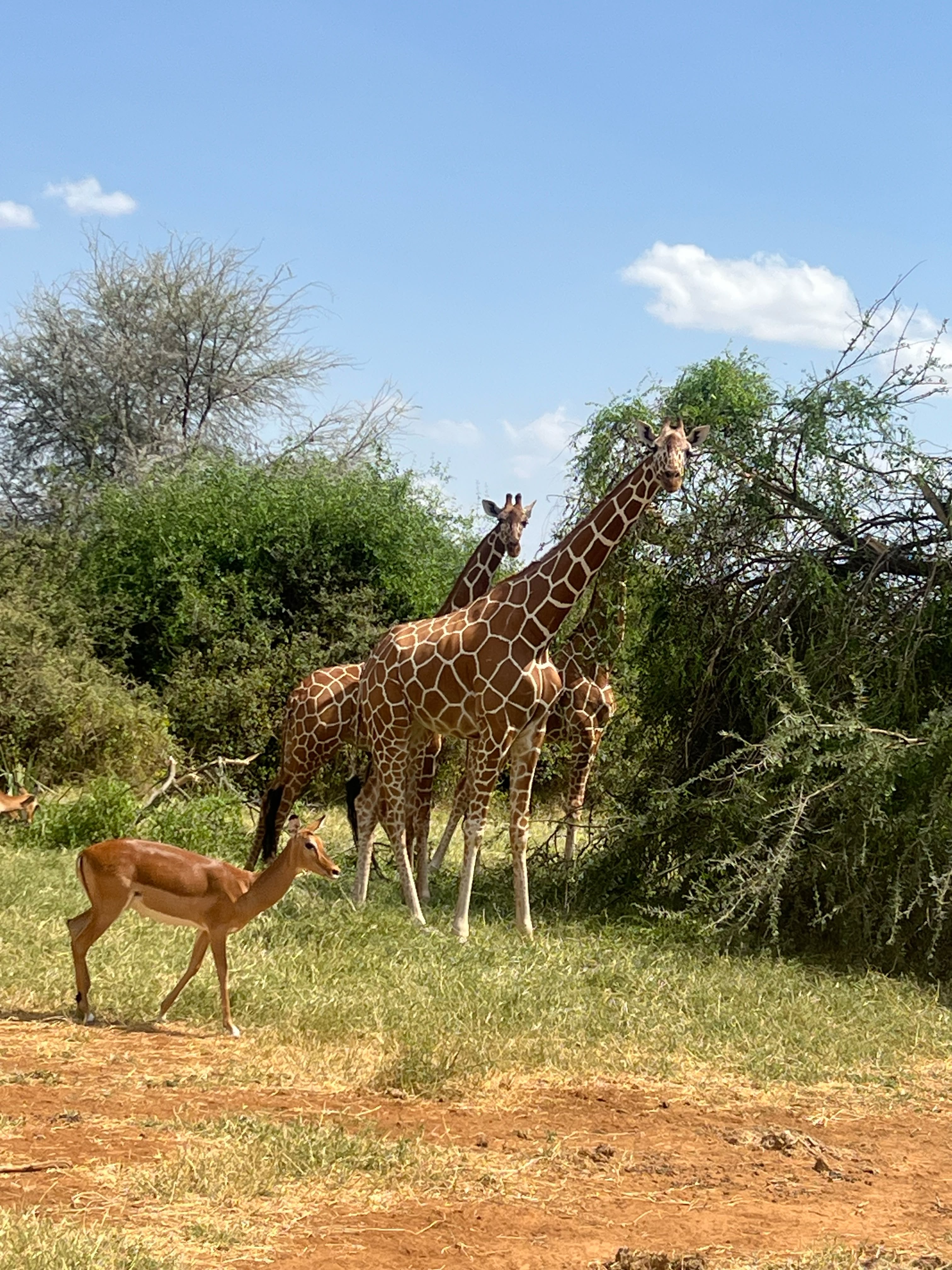 5-Day Samburu & Ol Pejeta Safari Adventure