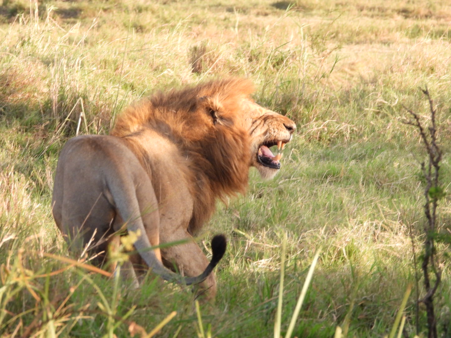Tsavo East & Tsavo West